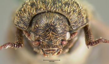 Media type: image;   Entomology 6861 Aspect: head frontal view
